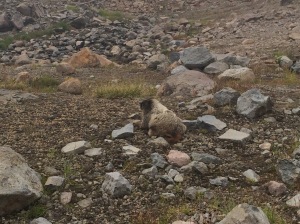 Our marmot friend. I could have reached it with my trekking pole. 