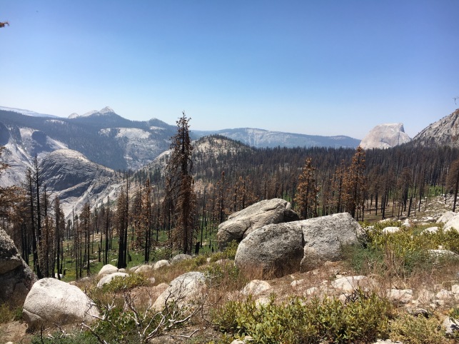 Views across Yosemite from the burn.